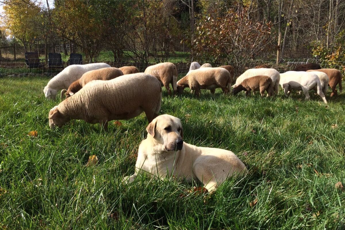 Anatolian Shepherd Dog