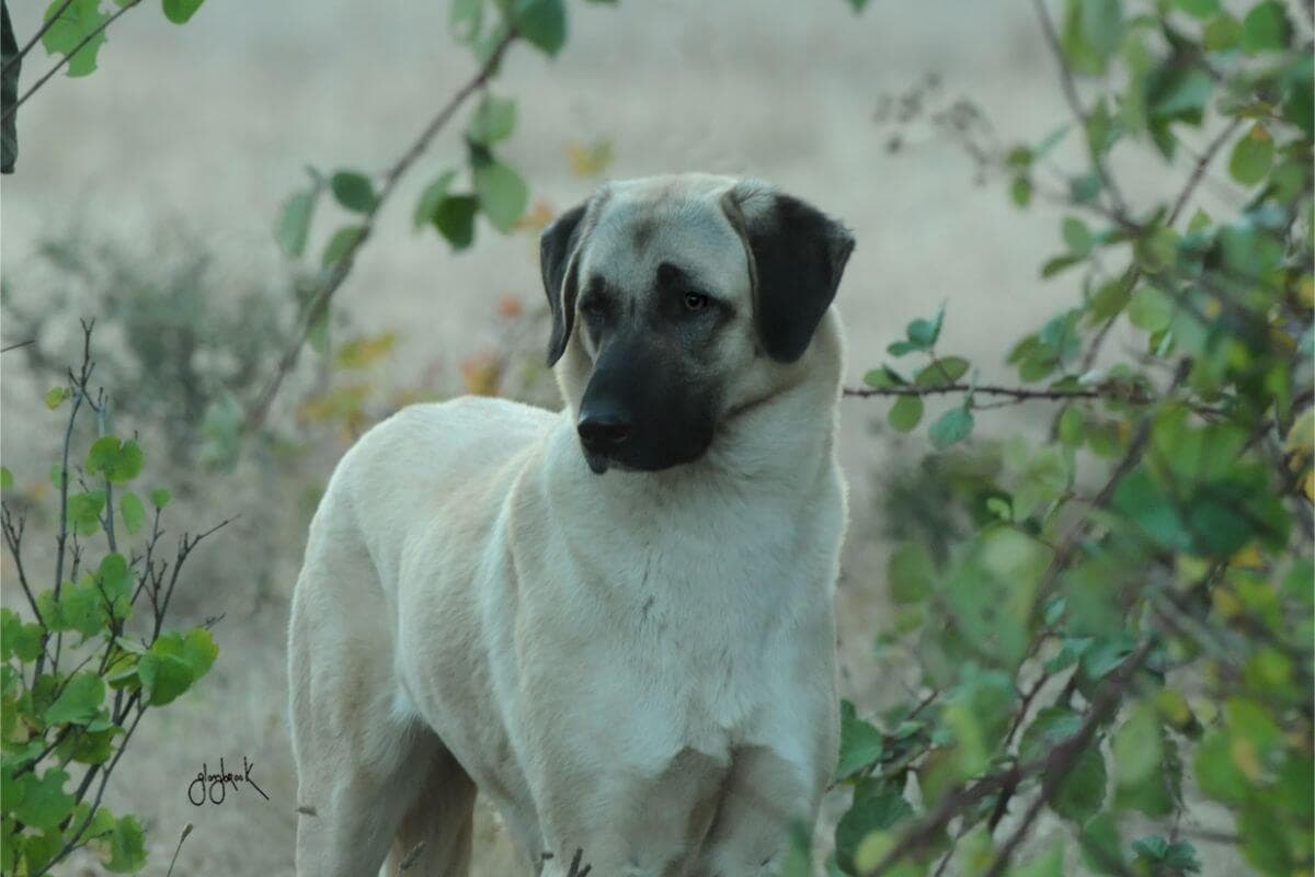 Anatolian Shepherd Dog
