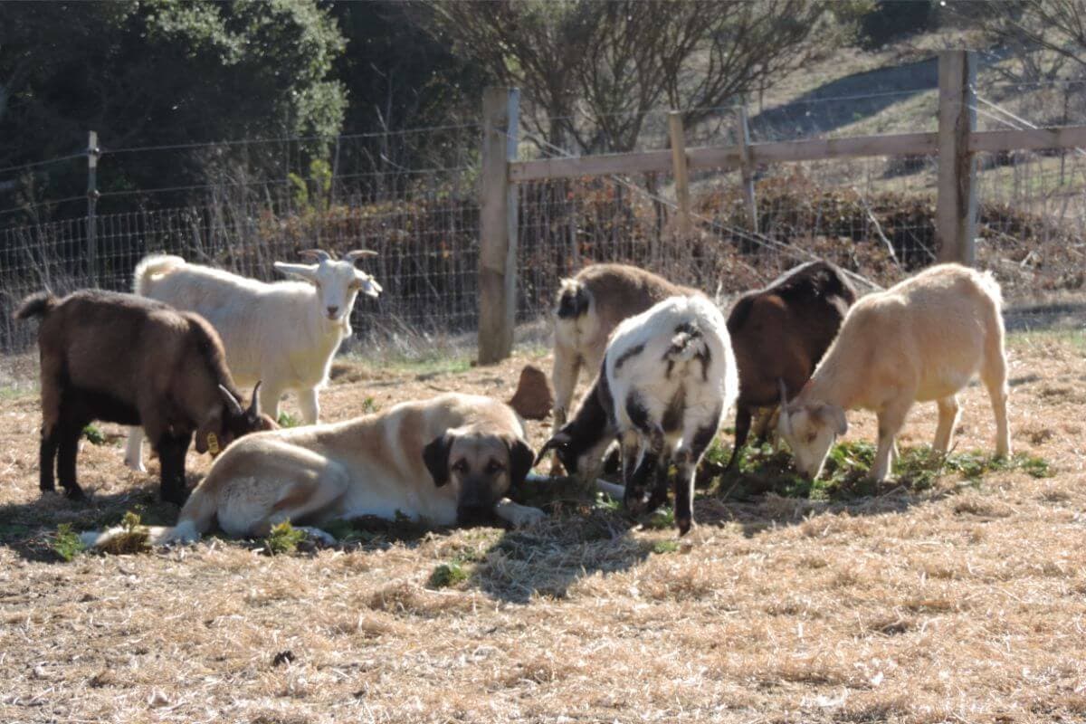 Anatolian Shepherd Dog