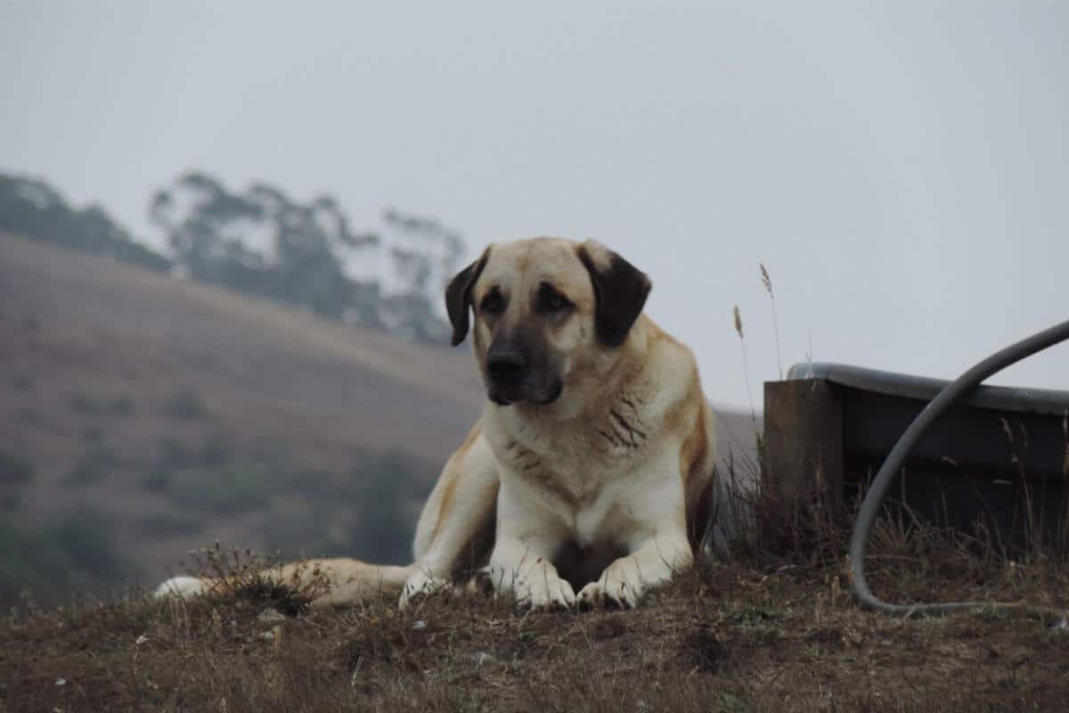 Anatolian Shepherd Dog