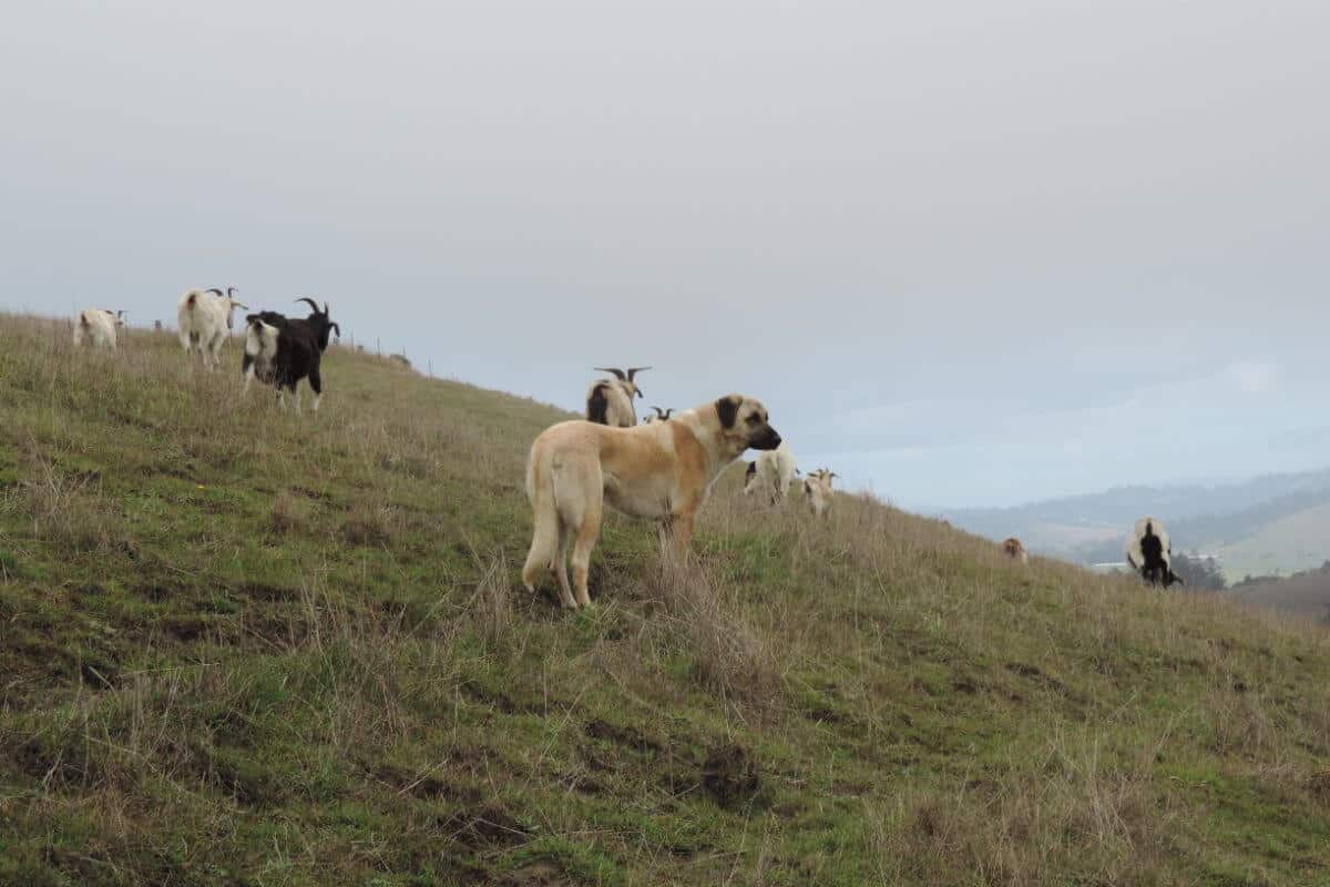 Anatolian Shepherd Dog