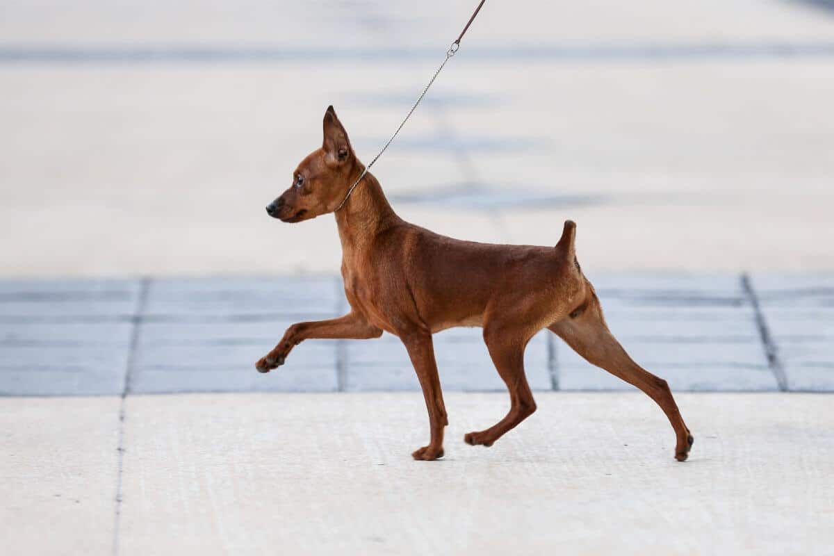 Miniature Pinscher