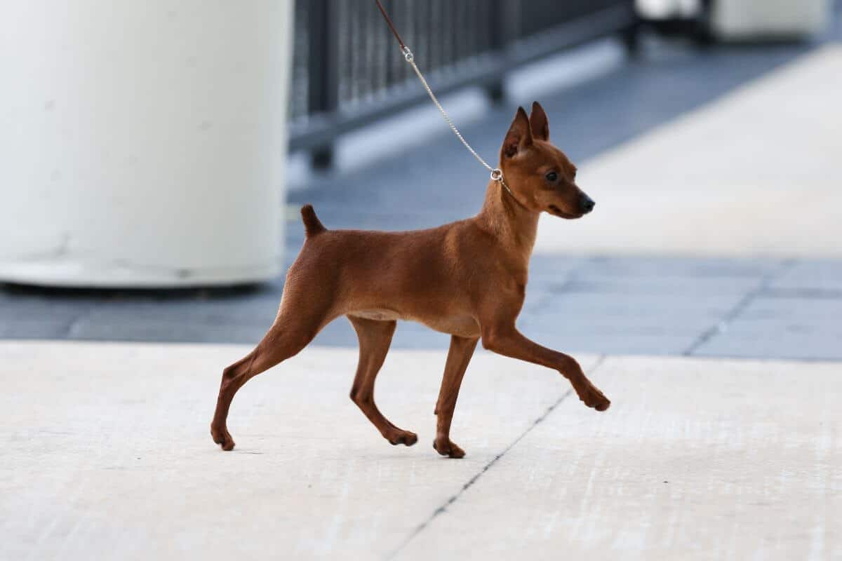 Miniature Pinscher