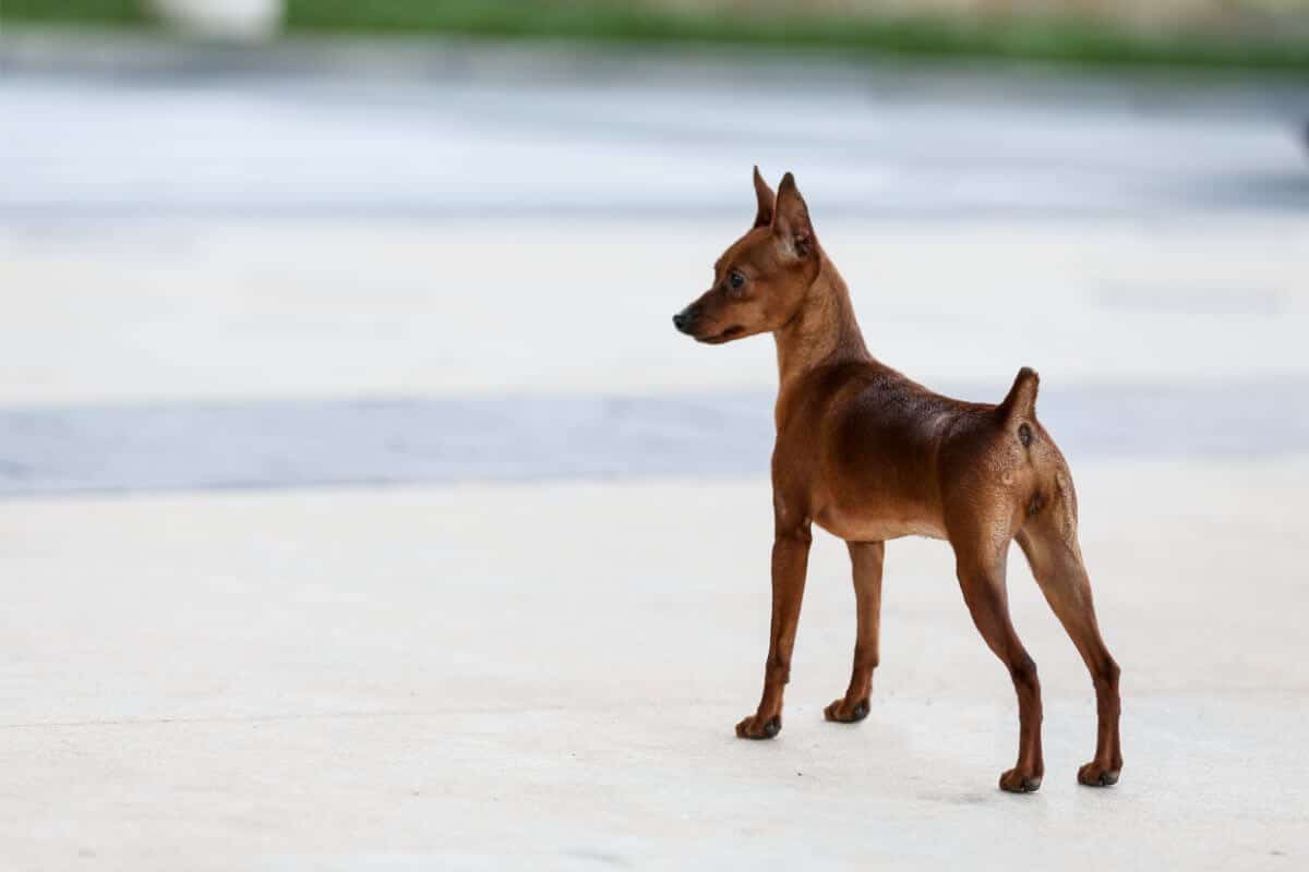 Miniature Pinscher