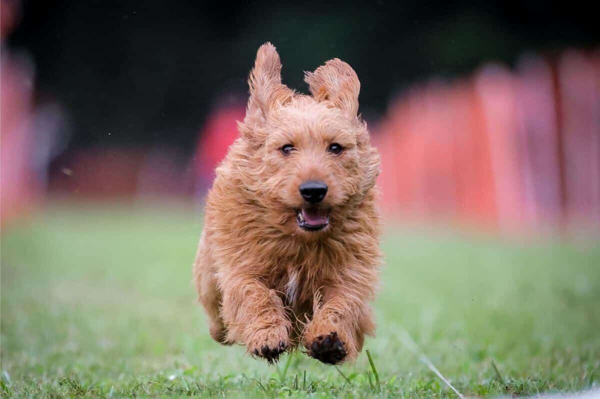 Basset Fauve de Bretagne
