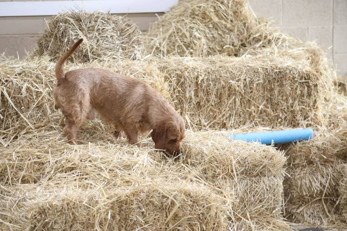 Basset Fauve de Bretagne