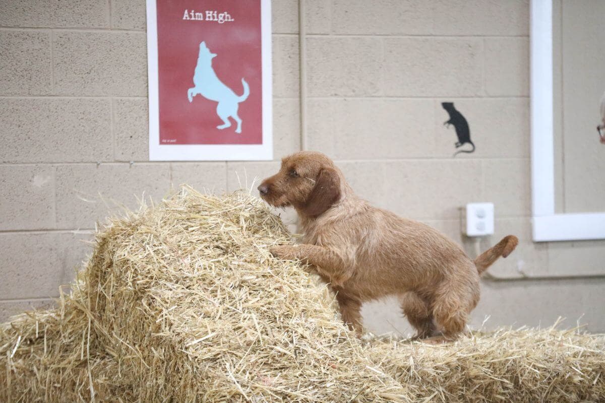Basset Fauve de Bretagne