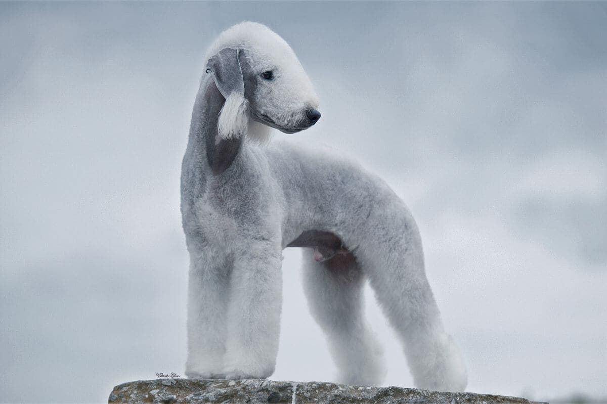 Bedlington Terrier