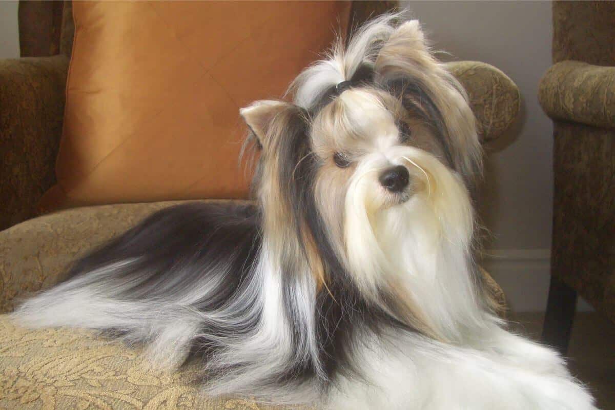 Biewer Terrier