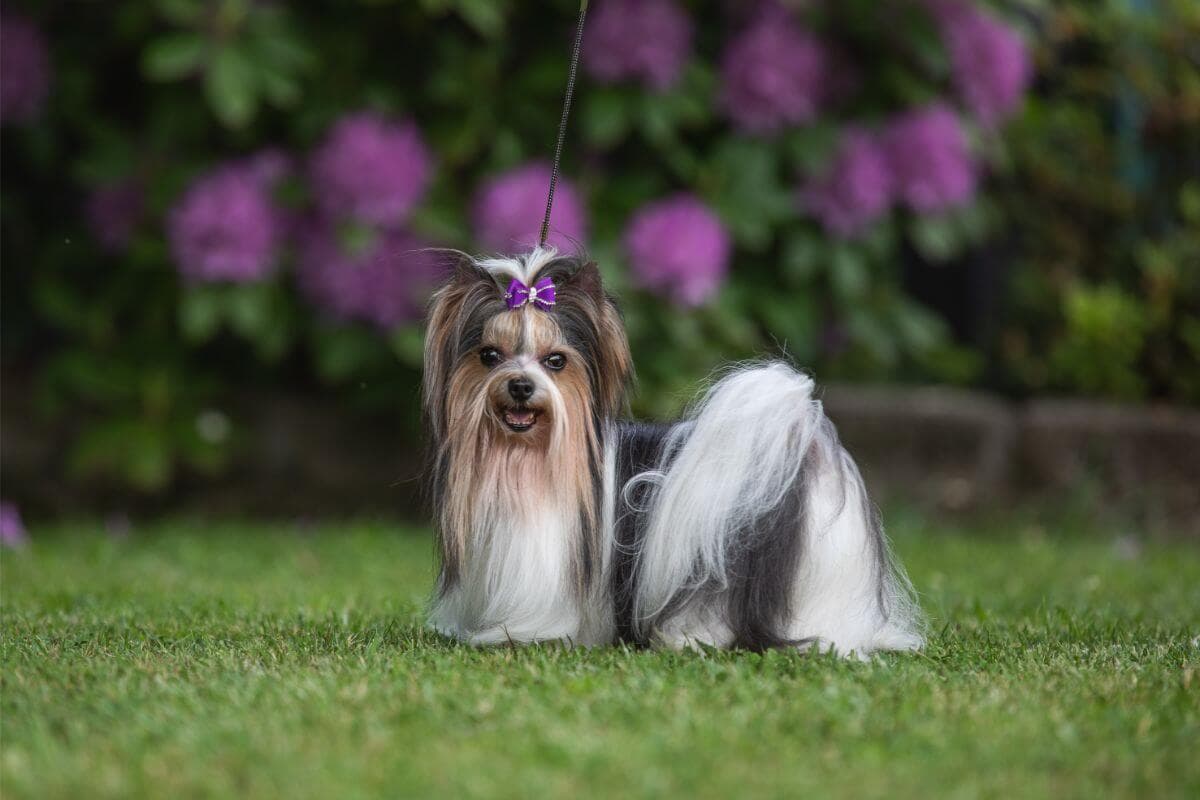 Biewer Terrier