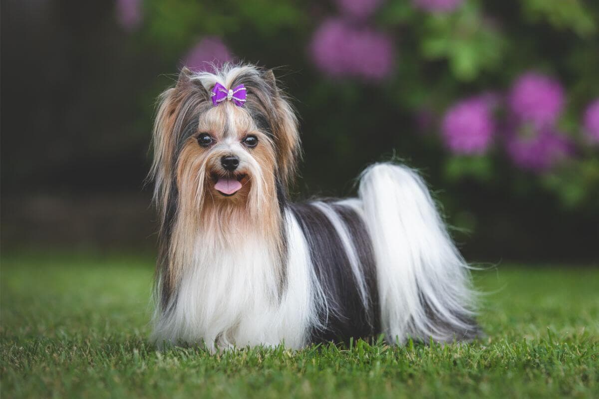 Biewer Terrier