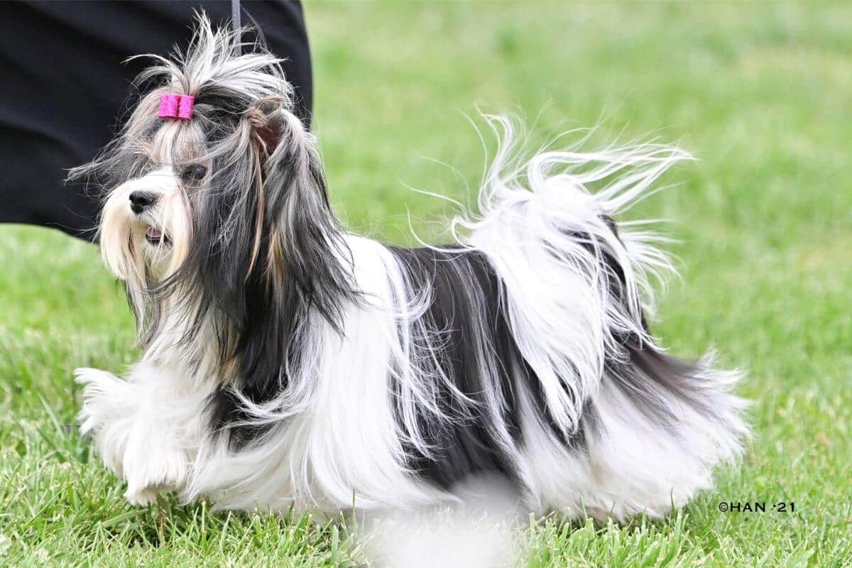 Biewer Terrier