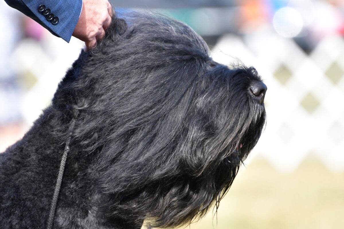 Black Russian Terrier