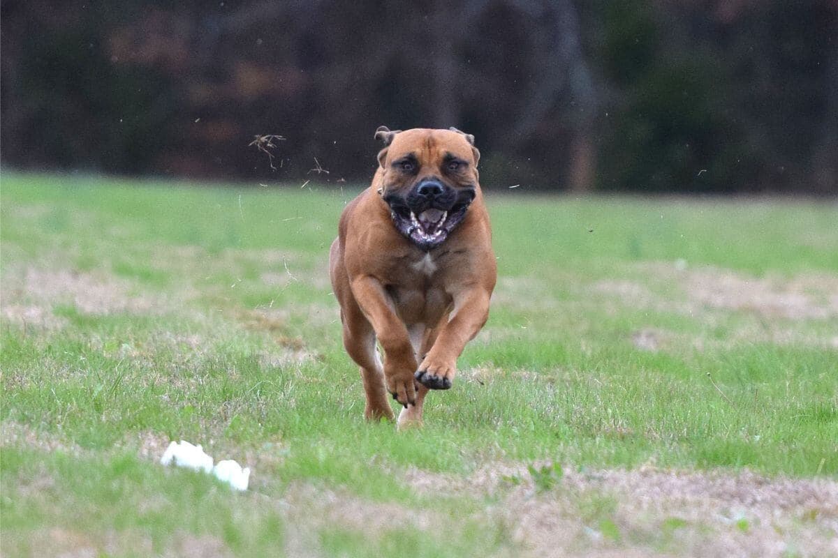 Boerboel