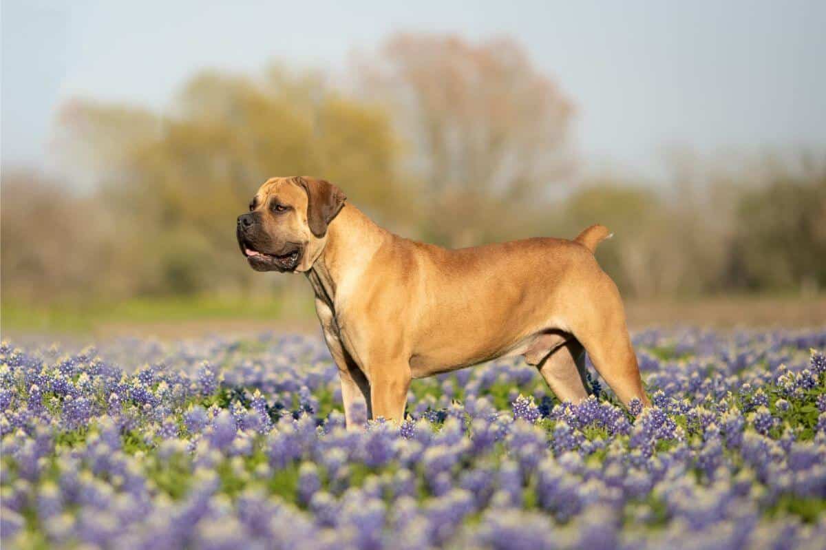 Boerboel