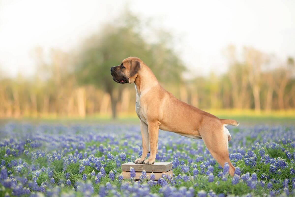 Boerboel