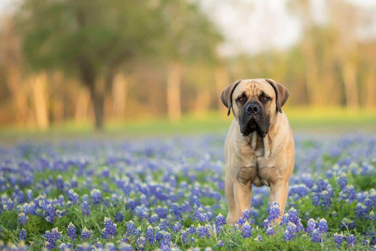 Boerboel