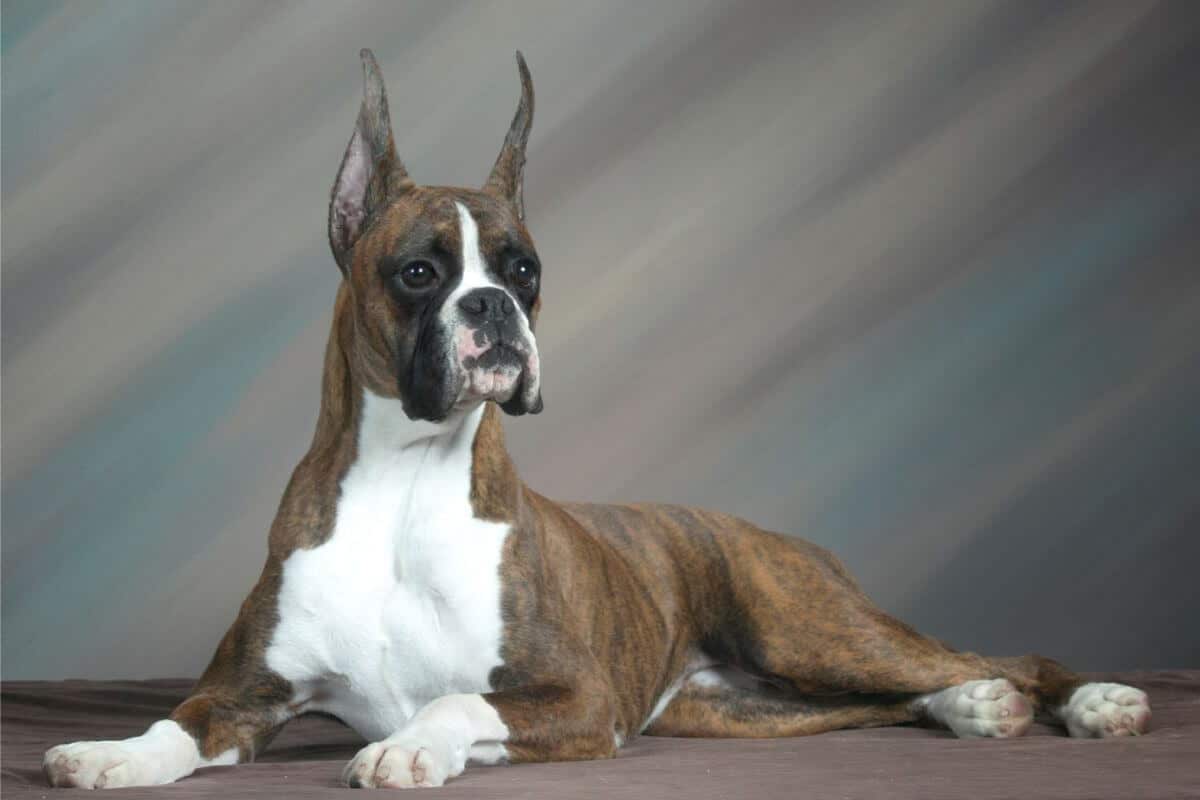 Boxer
