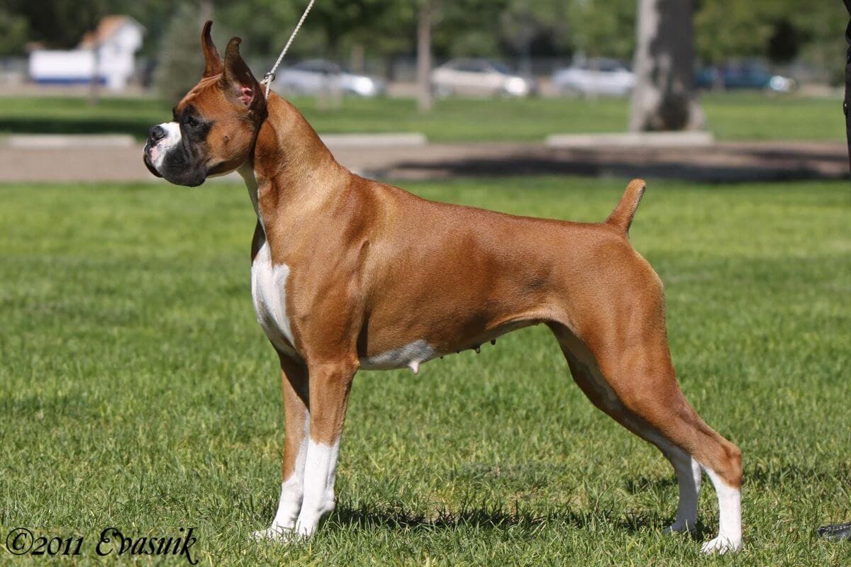 Boxer