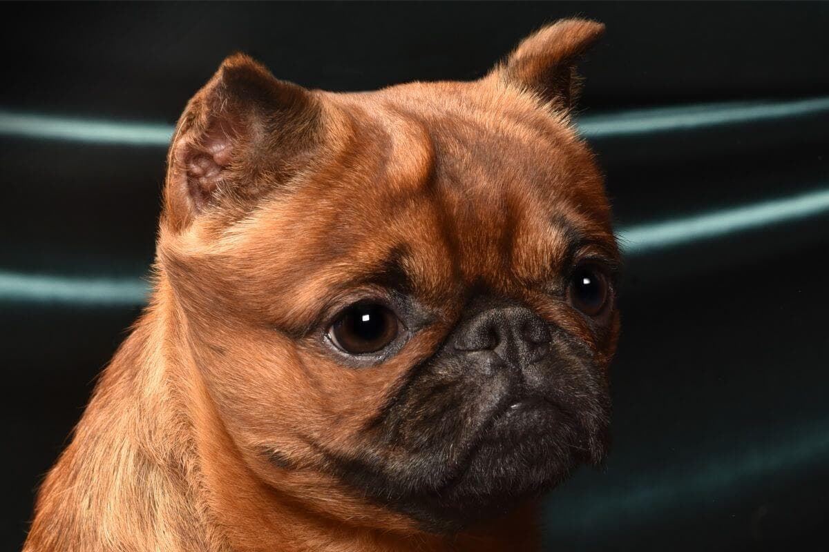 Brussels Griffon