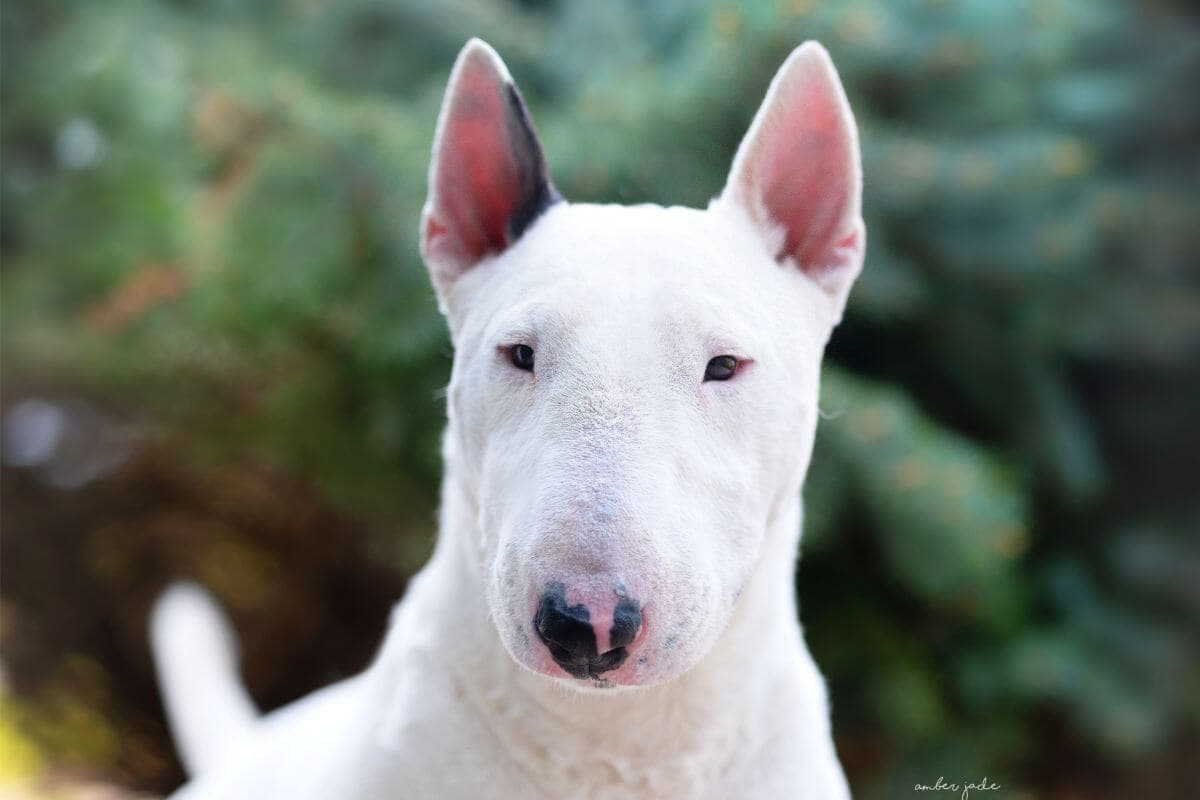 Bull Terrier