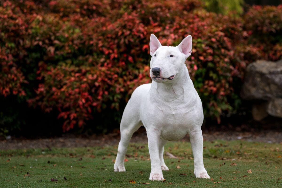 Bull Terrier