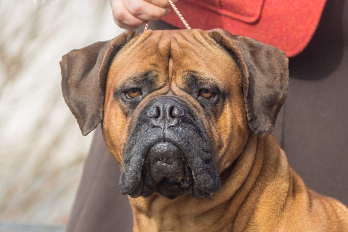 Bullmastiff