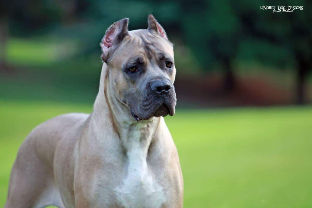 Cane Corso