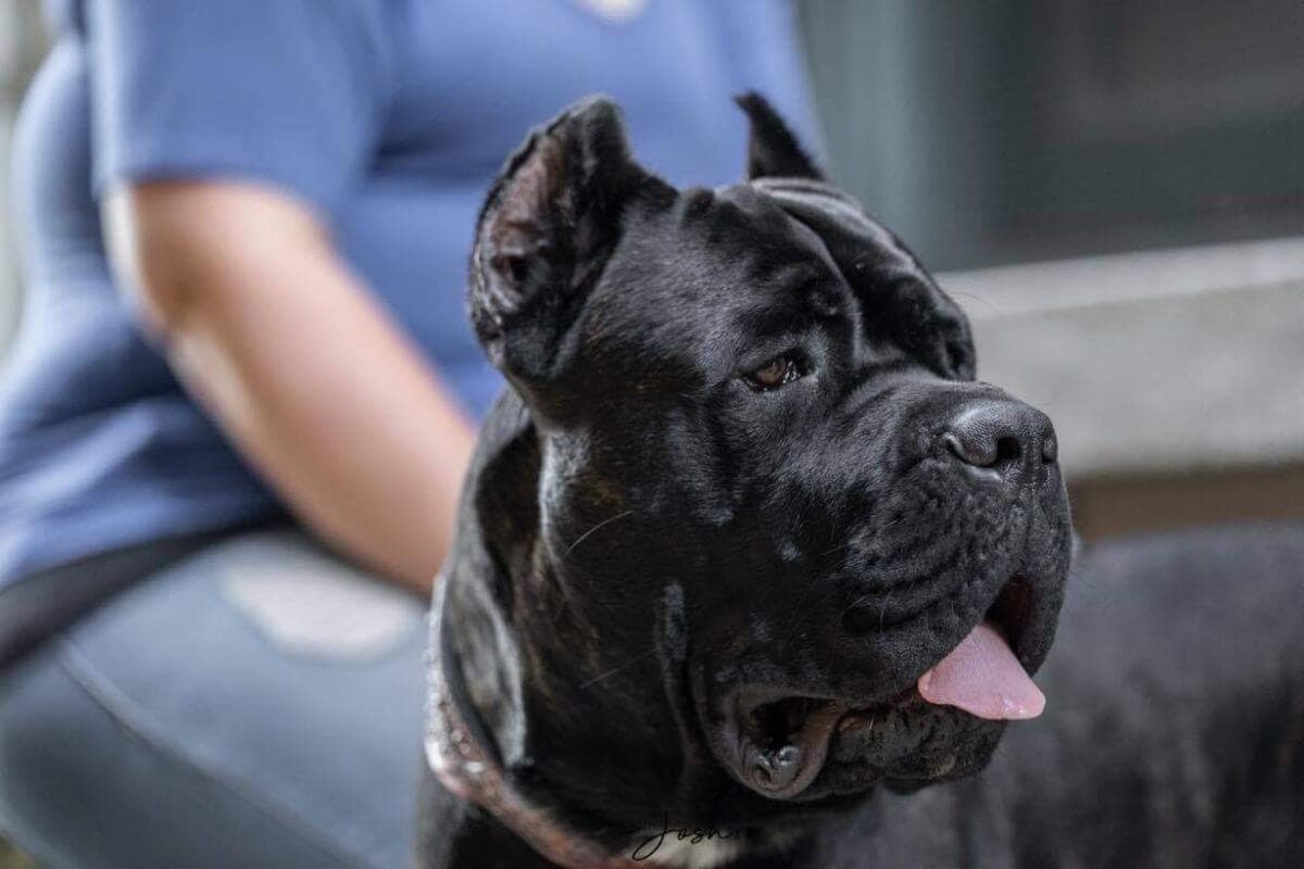 Cane Corso