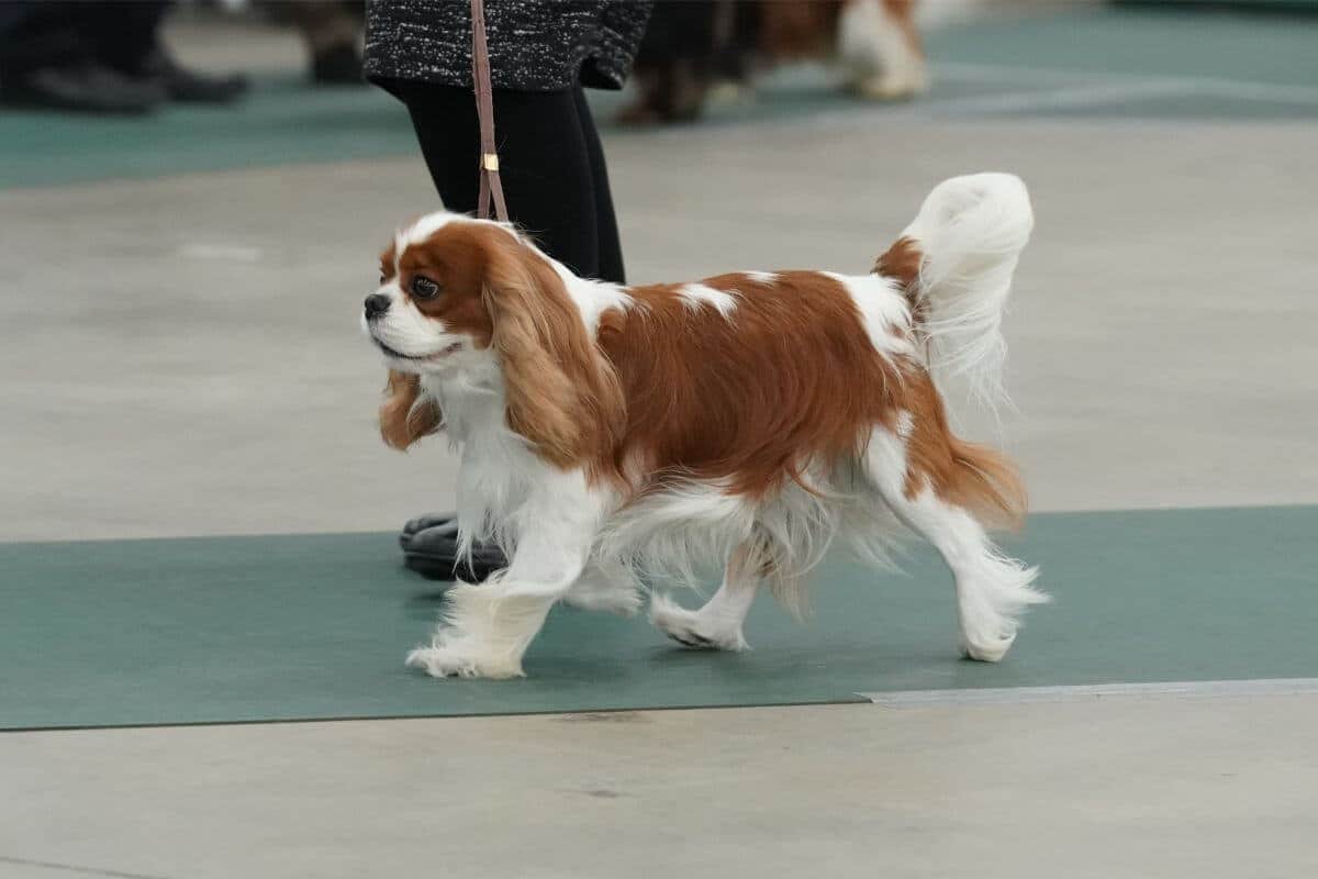 Cavalier King Charles Spaniel