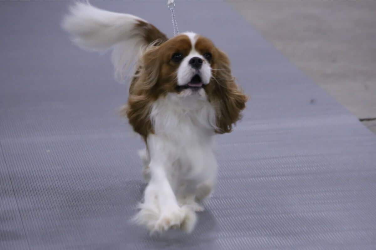 Cavalier King Charles Spaniel