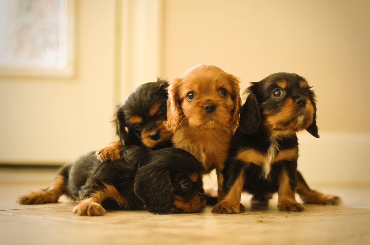 Cavalier King Charles Spaniel