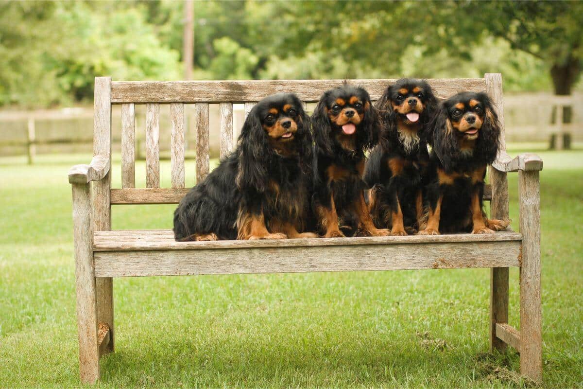 Cavalier King Charles Spaniel
