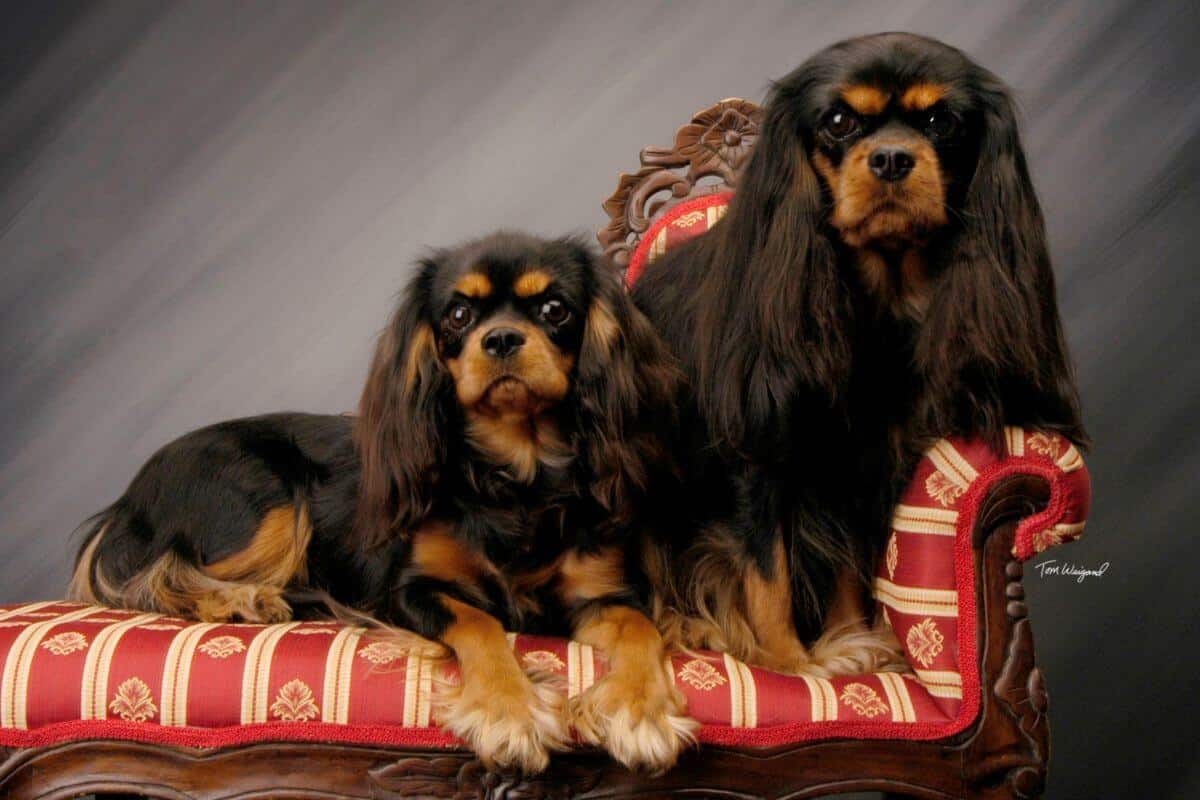Cavalier King Charles Spaniel