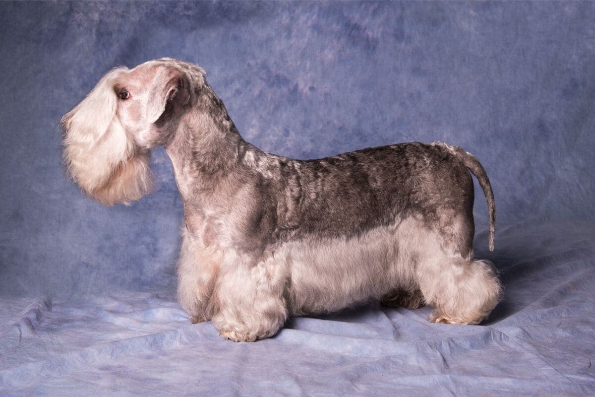 Cesky Terrier