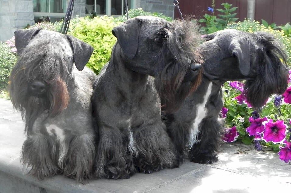 Cesky Terrier