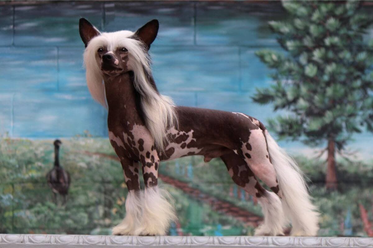 Chinese Crested