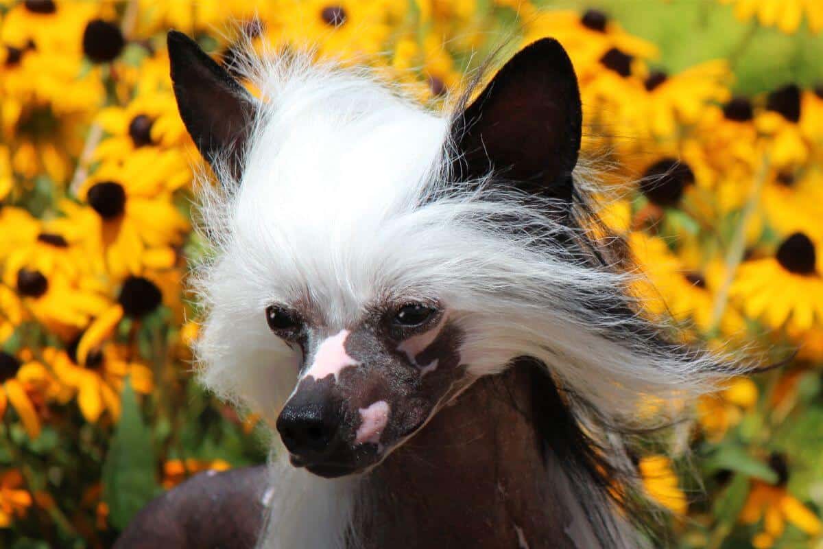 Chinese Crested