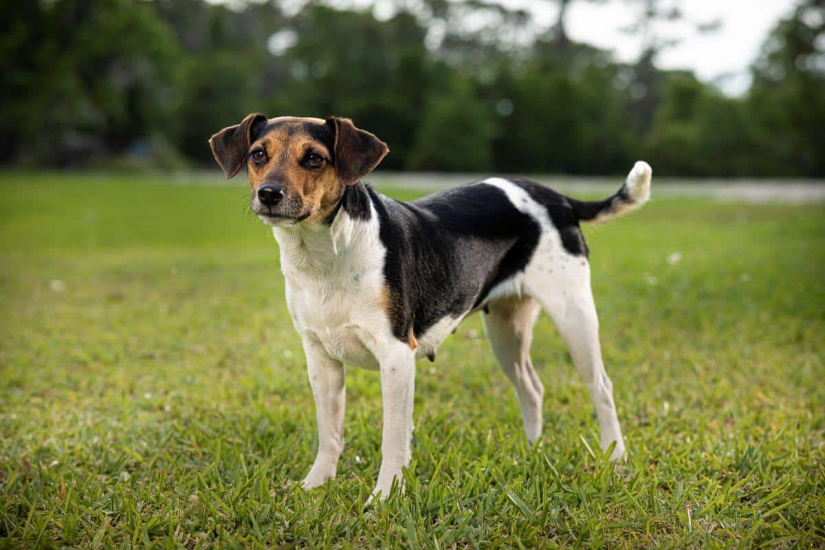 Danish-Swedish Farmdog