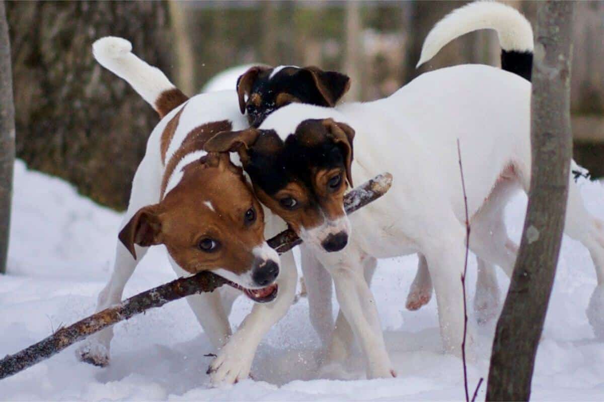 Danish-Swedish Farmdog