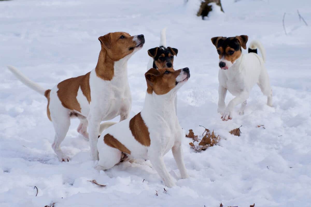 Danish-Swedish Farmdog