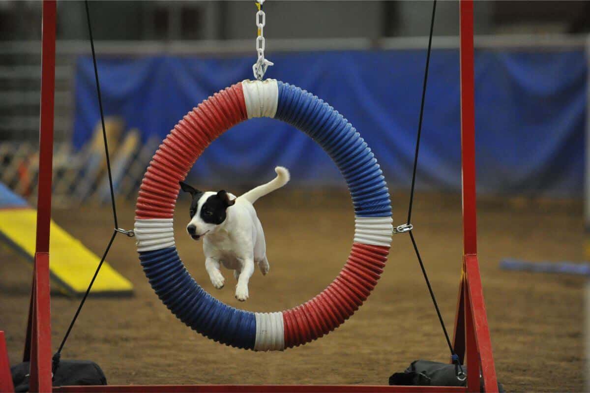 Danish-Swedish Farmdog