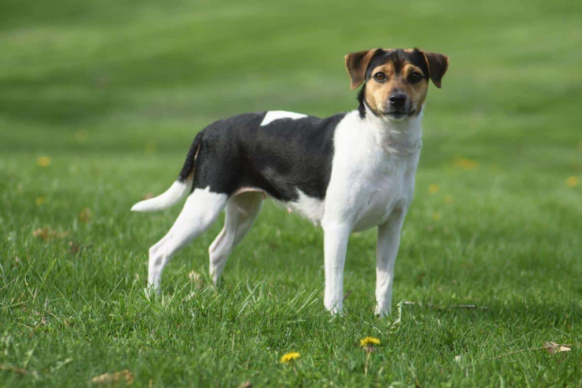Danish-Swedish Farmdog