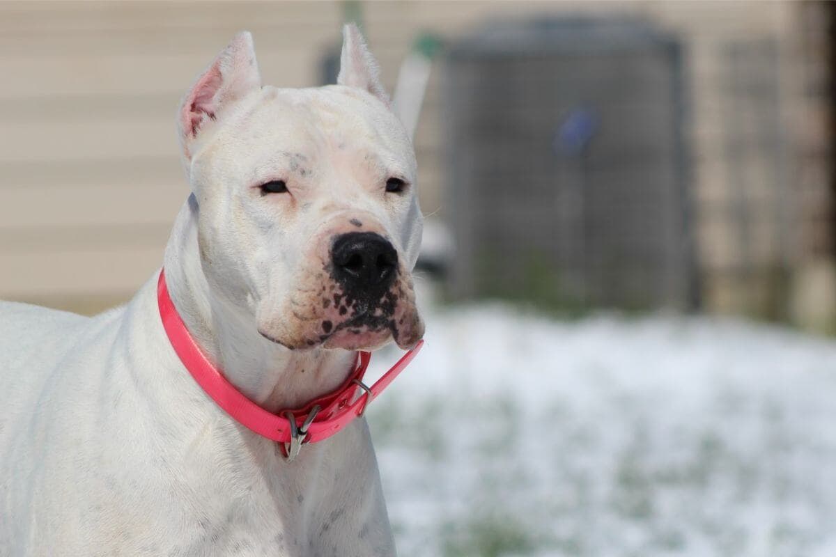 Dogo Argentino