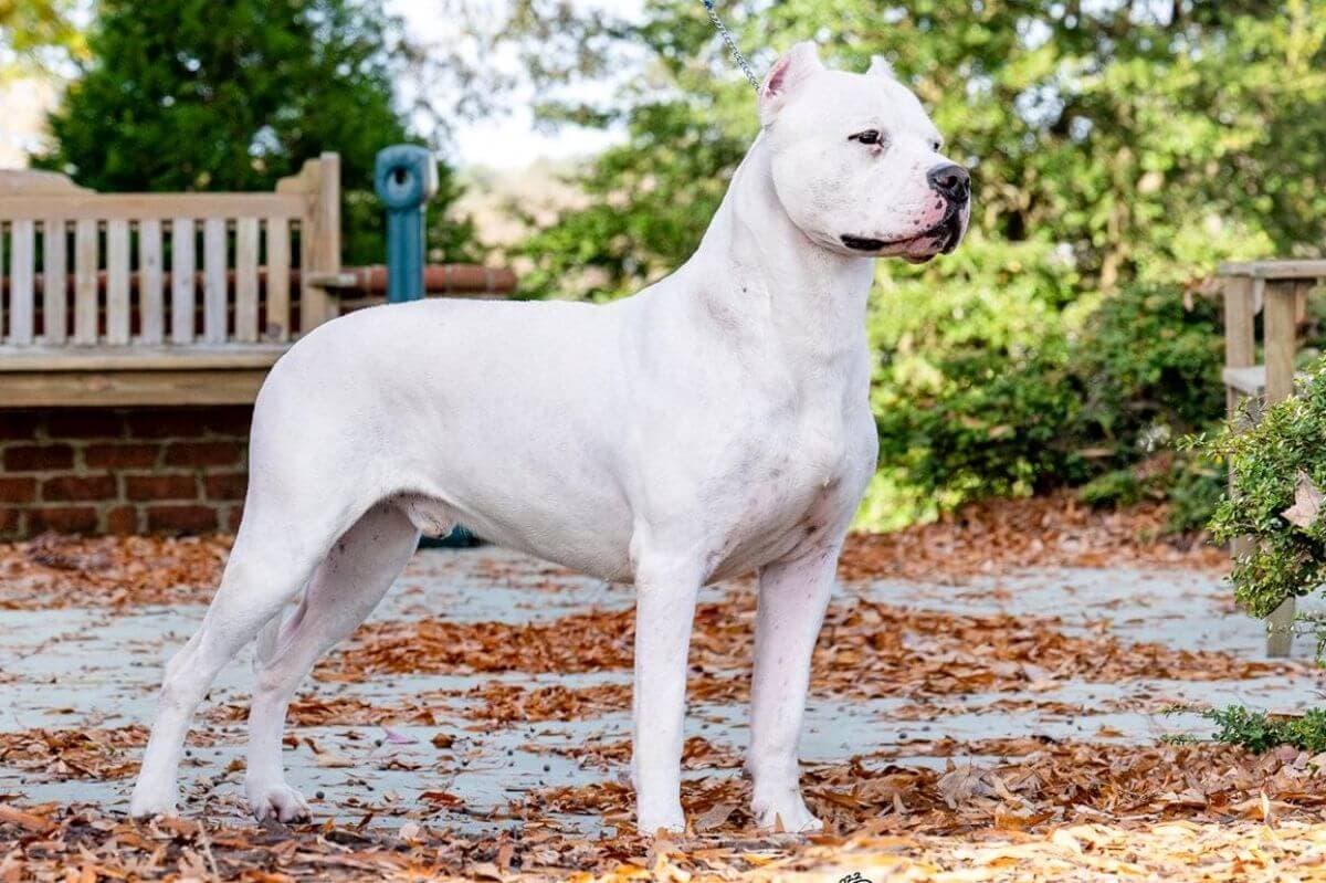 Dogo Argentino