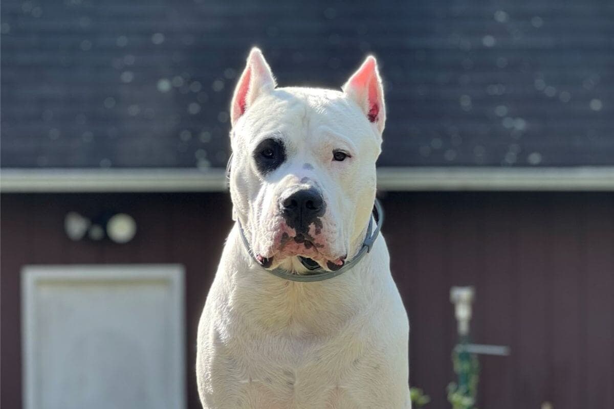 Dogo Argentino