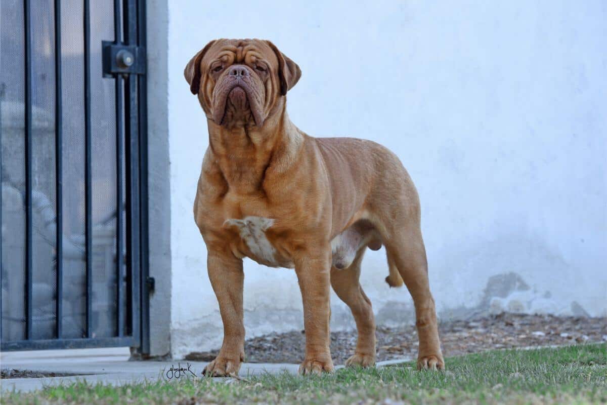 Dogue de Bordeaux