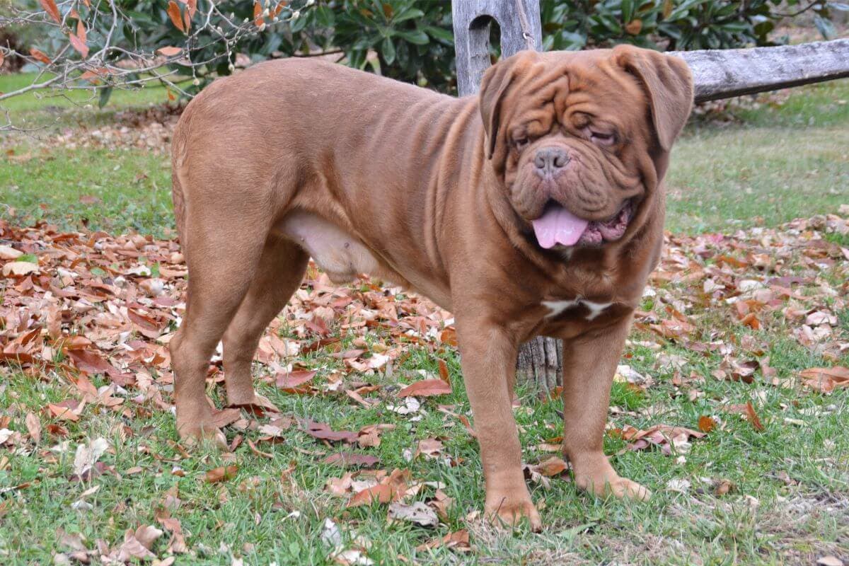 Dogue de Bordeaux