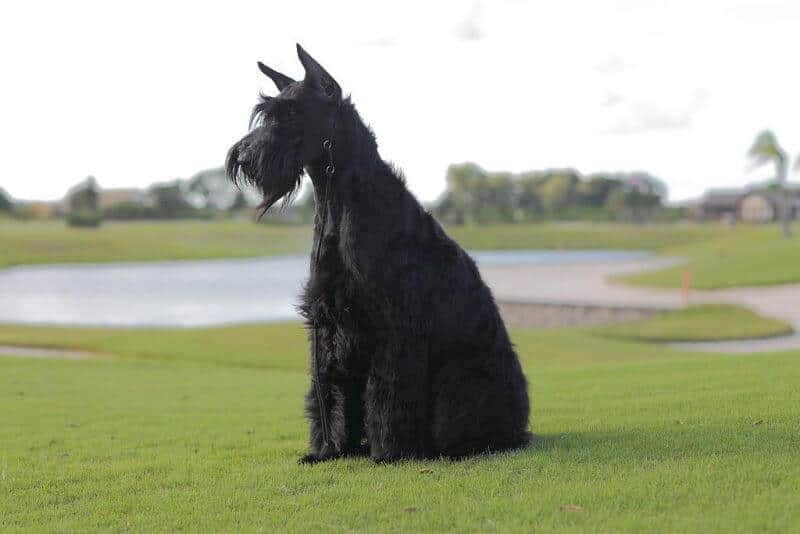 Giant Schnauzer