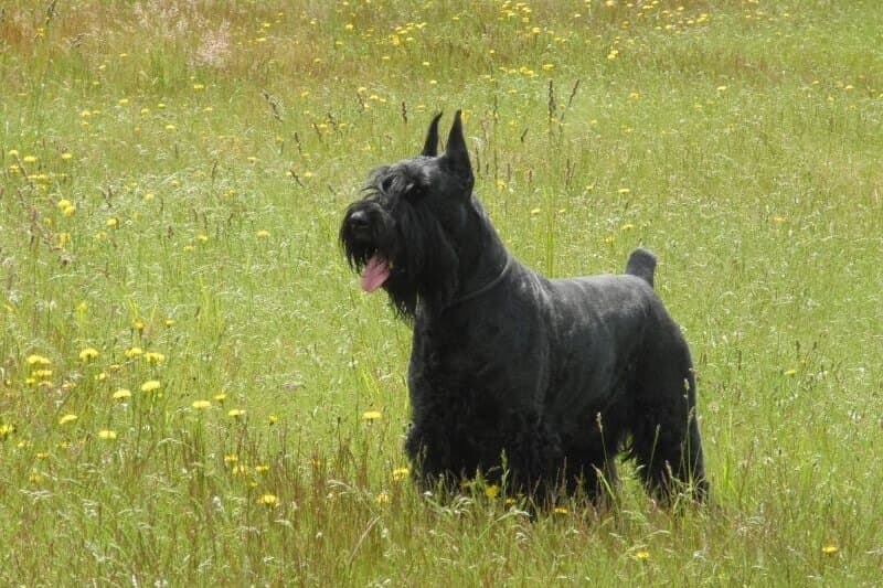 Giant Schnauzer